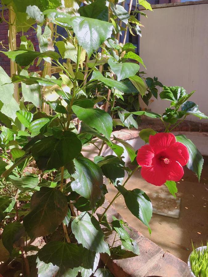 הוי אן Countryside Garden Homestay מראה חיצוני תמונה
